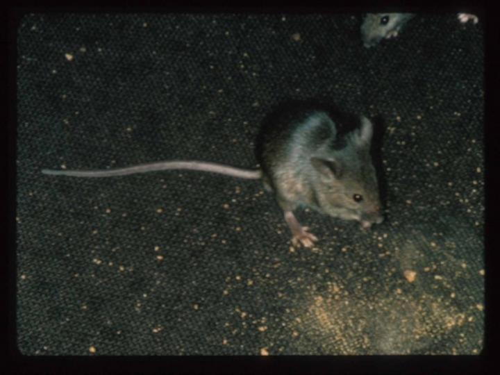 Mice in a NYC Apartment [IMAGE] EurekAlert! Science News Releases