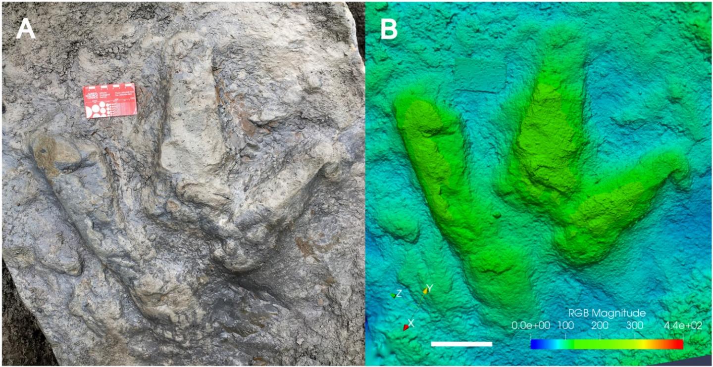 Photograph of a large theropod track natural cast that was discovered during the field season