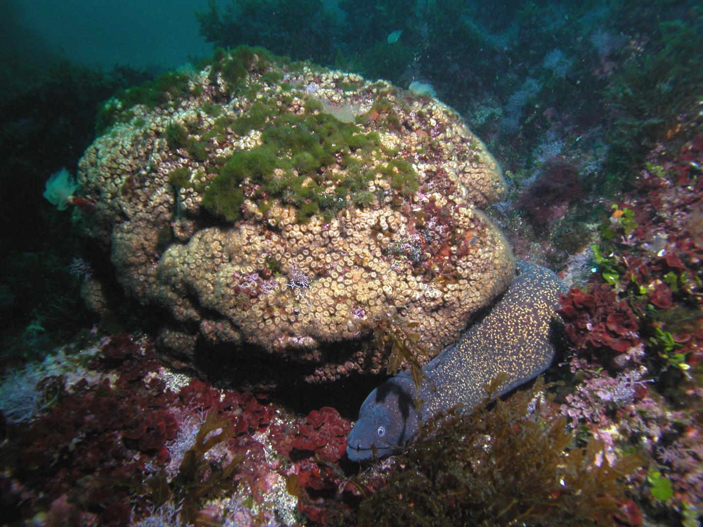 Some Mediterranean Corals Can 'Rise From the Dead' After Fatal Warming Events (4 of 9)