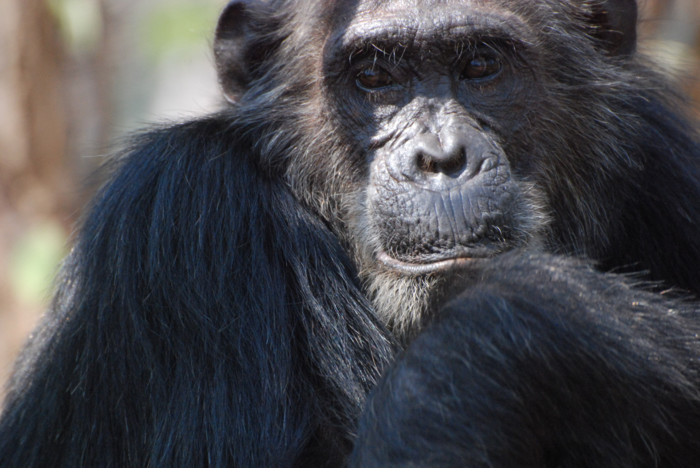 Chimpanzee Frodo, better known as the Bully, has been Gumby's alpha male for five years.