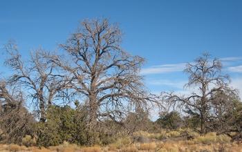 Dead Pinyon Pines