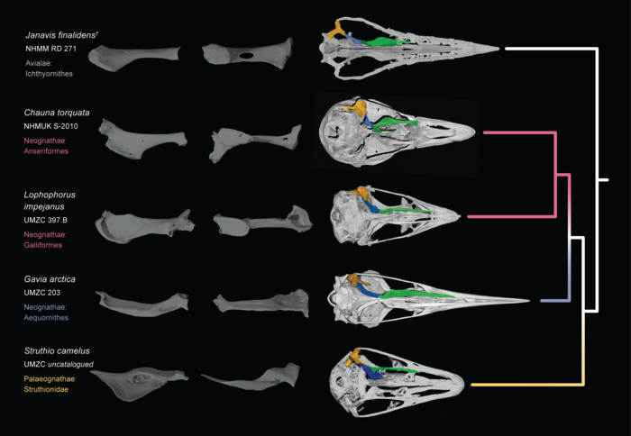 Fossil overturns more than a century of knowledge about the origin of modern birds
