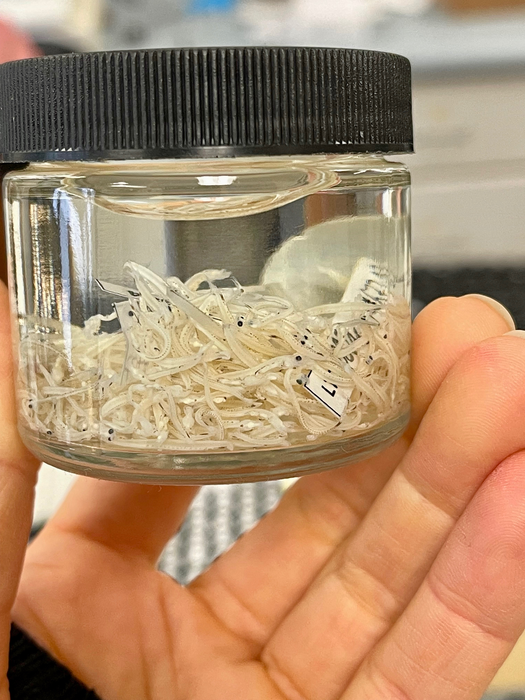 Antarctic Silverfish