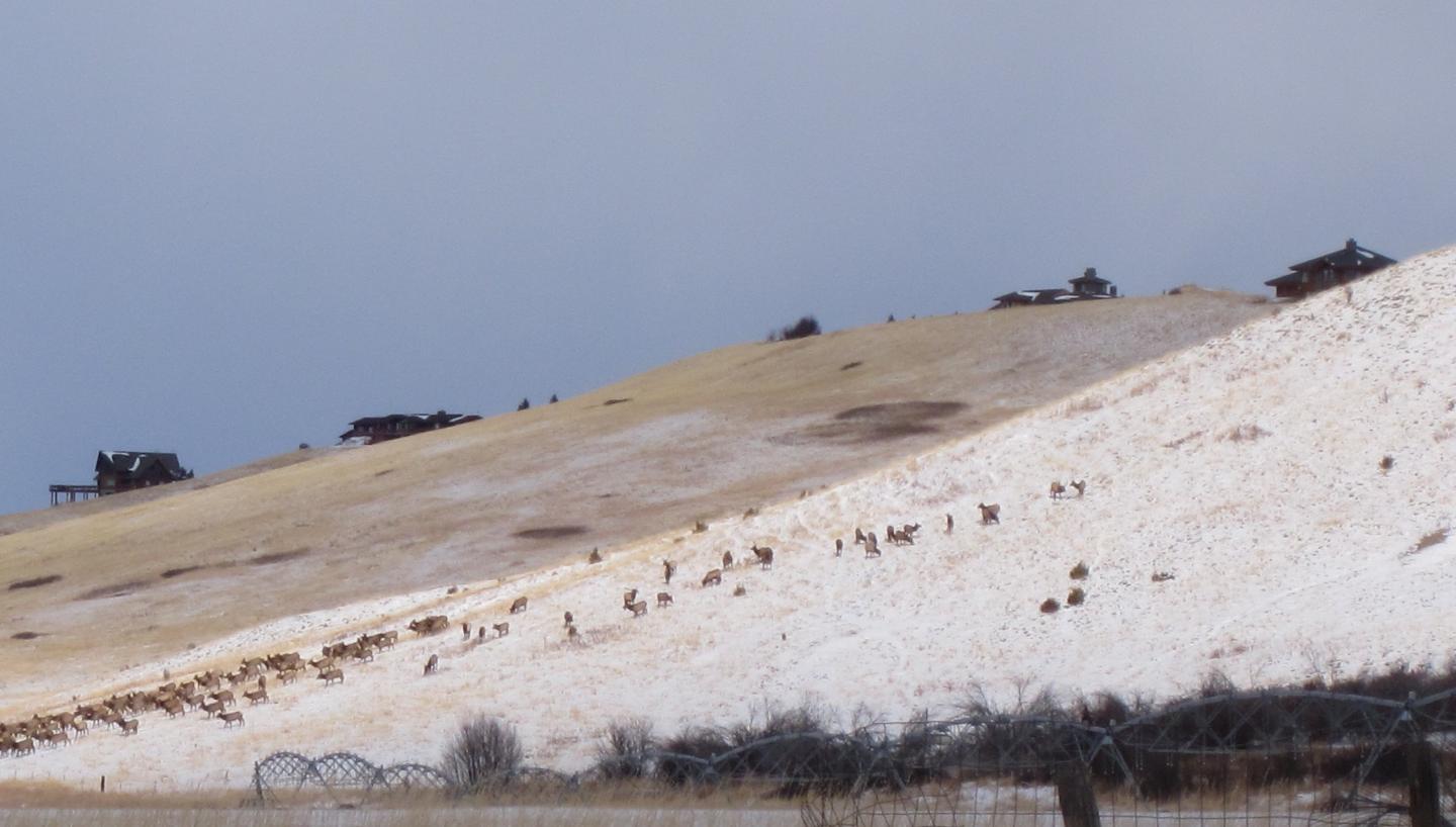 Homes with Elk in Foreground