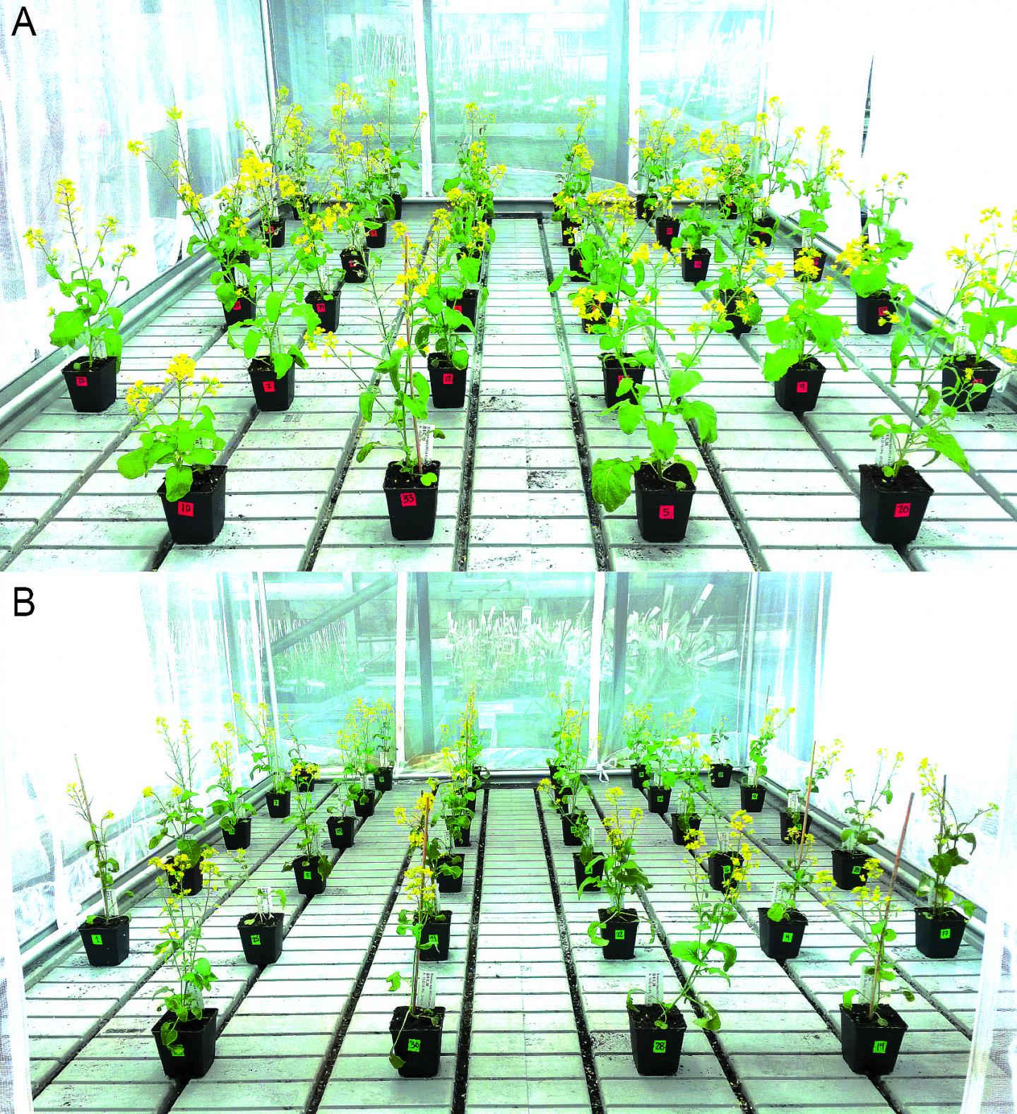 Unique Look at Combined Influence of Pollinators and Herbivores Reveals Rapid Evolution of Floral Traits in Plants