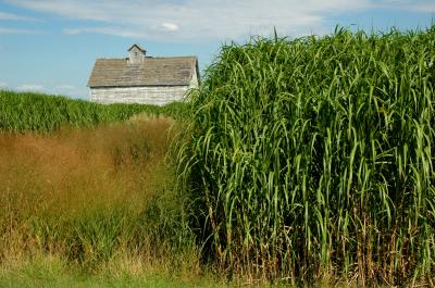 Switchgrass and <I>Miscanthus</I>