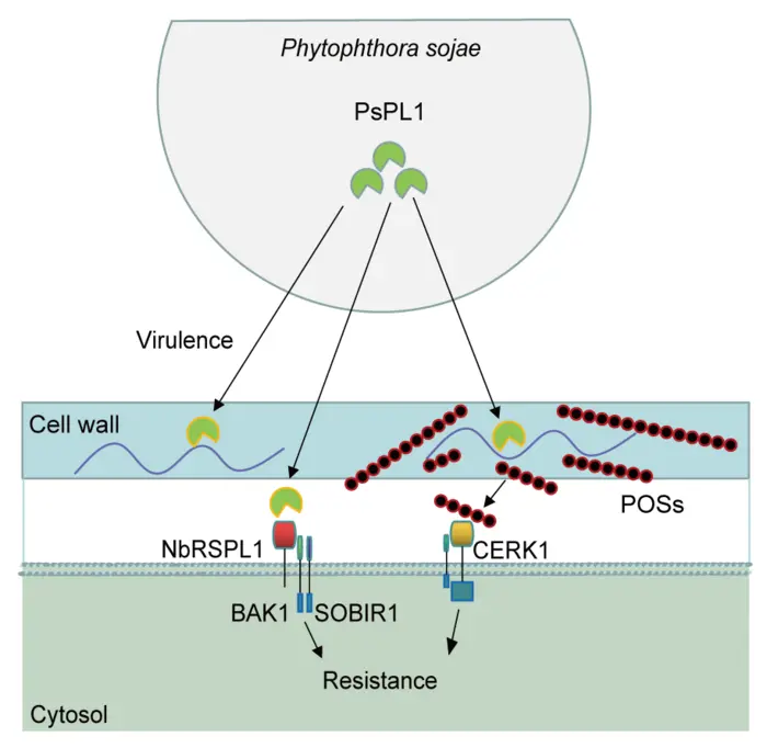 A schematic model for the dual perception of PsPL1 protein and the degraded pectin products by different plant receptors to activate plant immunity