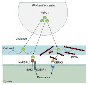 A schematic model for the dual perception of PsPL1 protein and the degraded pectin products by different plant receptors to activate plant immunity