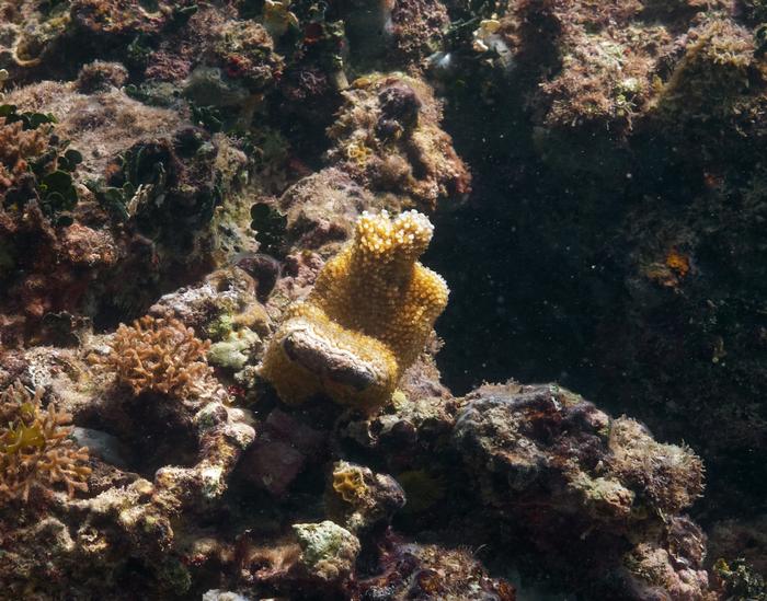 Bred coral on the reef