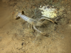 The Shelta Cave Crayfish is known to exist only in Shelta Cave