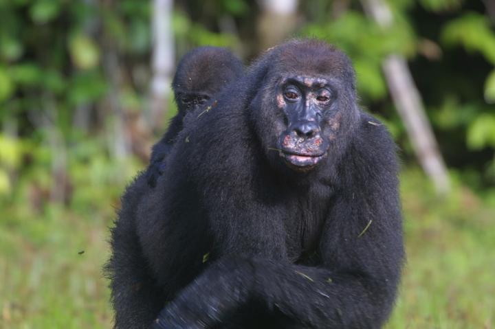 Female Gorilla with Yaws