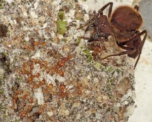 Leaf-cutting fungus-farming ants