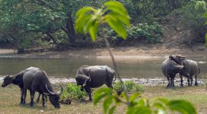 Buffalo besties: feral female buffalo build friendships based on similar personality traits