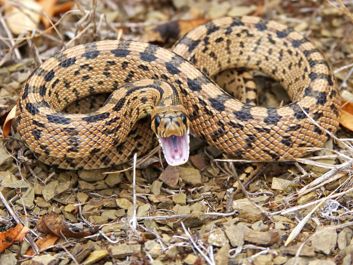A class of toxins in snakes and salivary protein in mammals share a common genetic origin