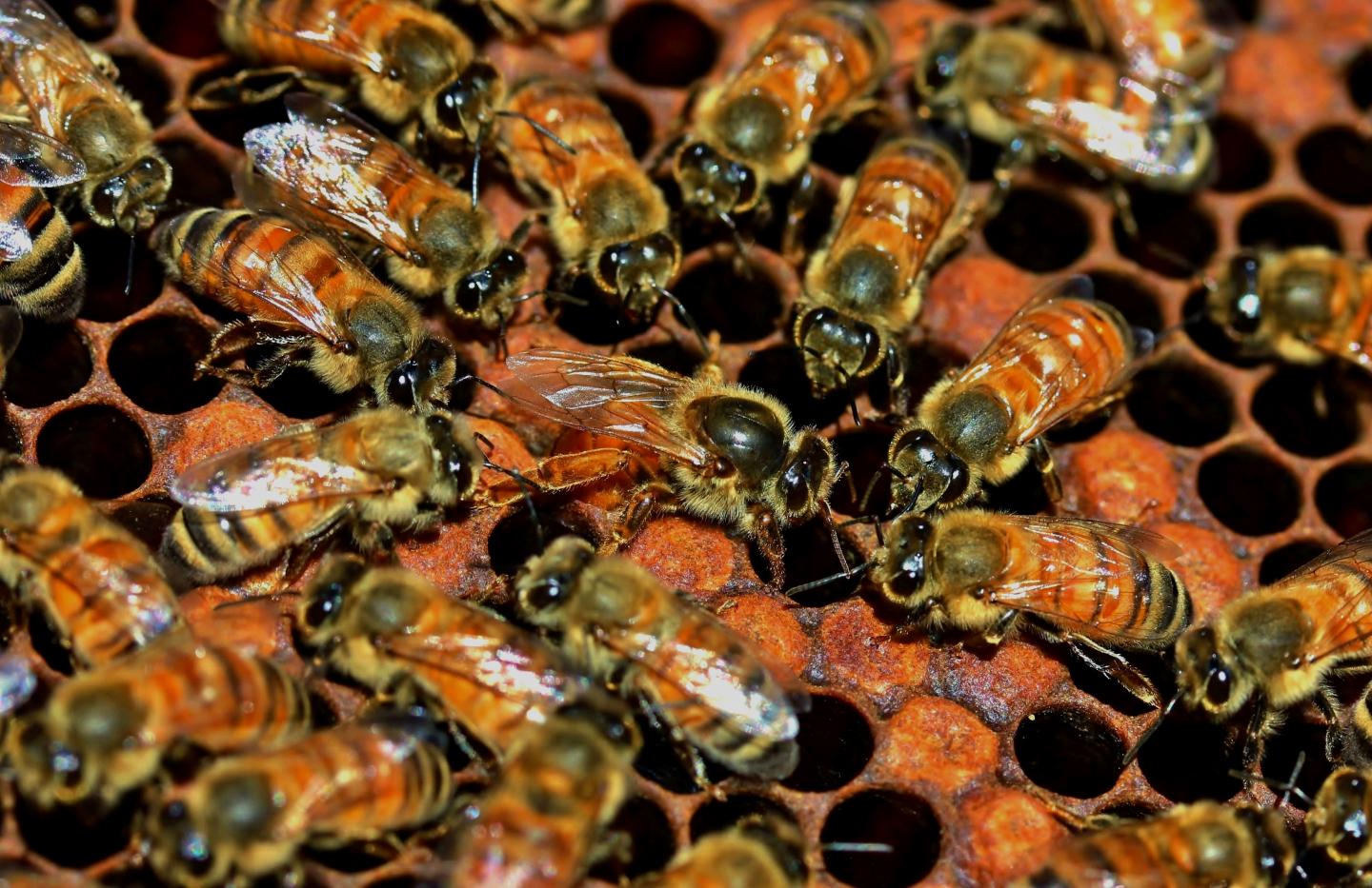 Worker Bees Select Royal (Sub)family Members, Not Their Own Supersisters, to be New Queens