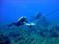 Towed-Diver Survey of Sharks