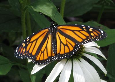 Female Monarch