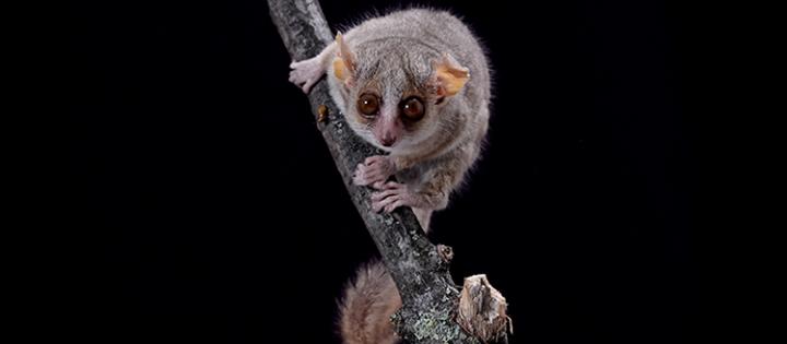 The Gray Mouse Lemur