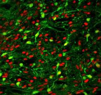Differentiation of human iPSC-MGE cells (red) into parvalbumin positive interneurons (green) in the epileptic hippocampus.