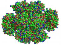 Atoms in Anthrax Bacteria Protein