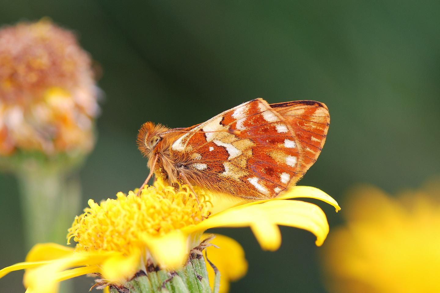 Boloria pales