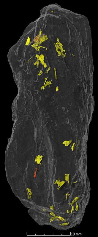Image 2 Coprolite with Beetle Remains
