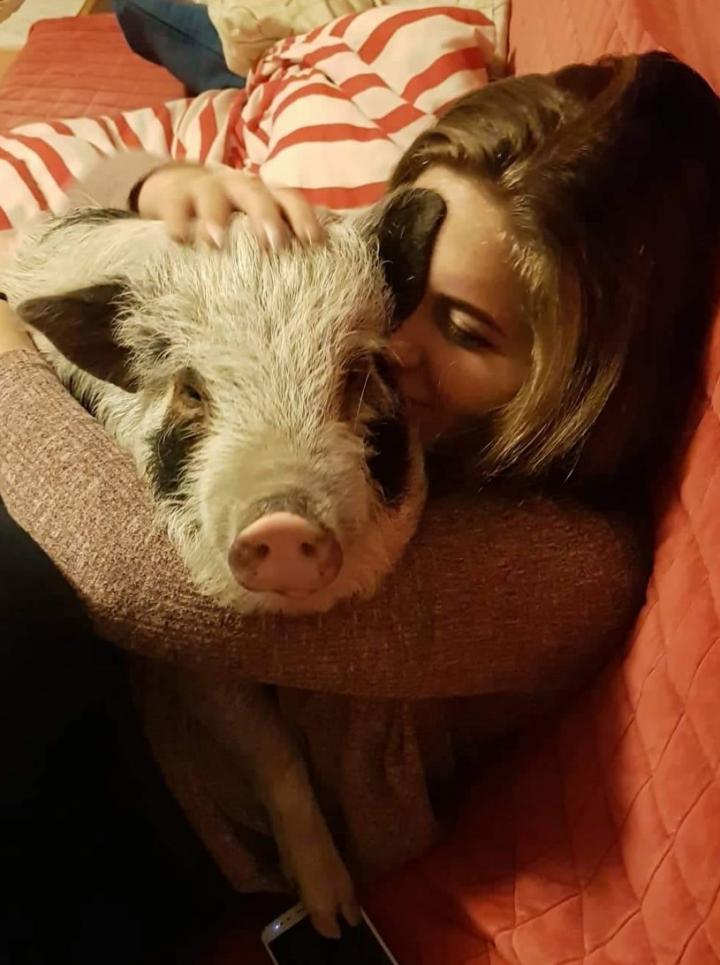 Pig at home