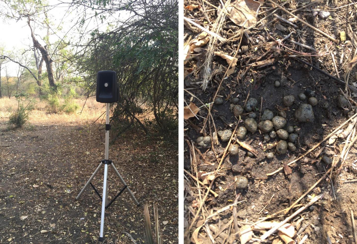 Predator Simulation Experiments In Gorongosa National Park