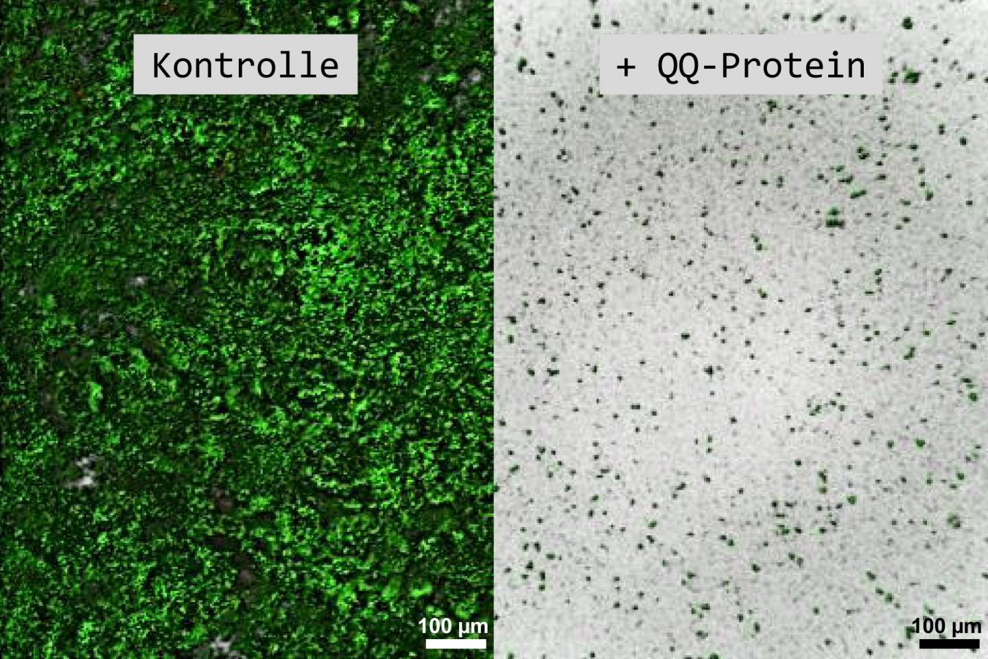 Biofilms of <i>Klebsiella oxytoca</i>
