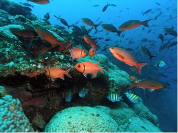Gulf of Mexico Ecosystem