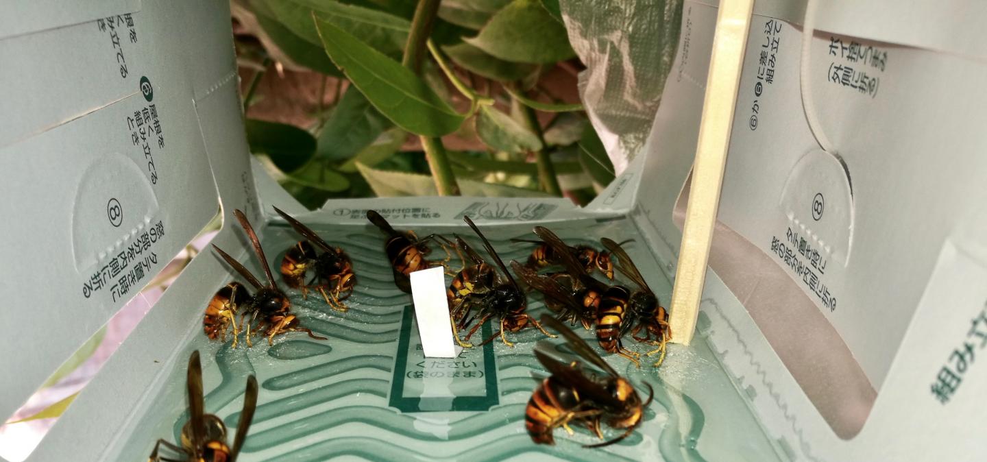 Males Lured into Trap with Sex Pheromone