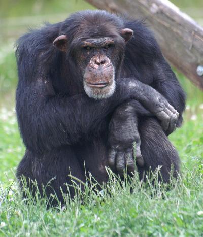 Male Chimps Drive Mutations Faster Than Human | EurekAlert!