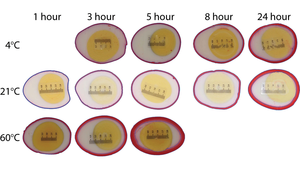 Comparison of dye penetration into the egg whites at different temperatures