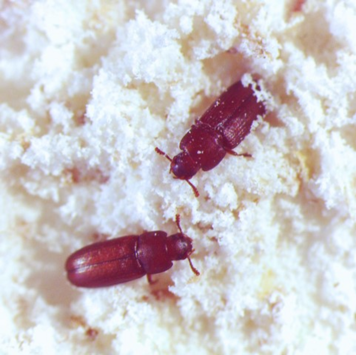 Red Flour Beetle