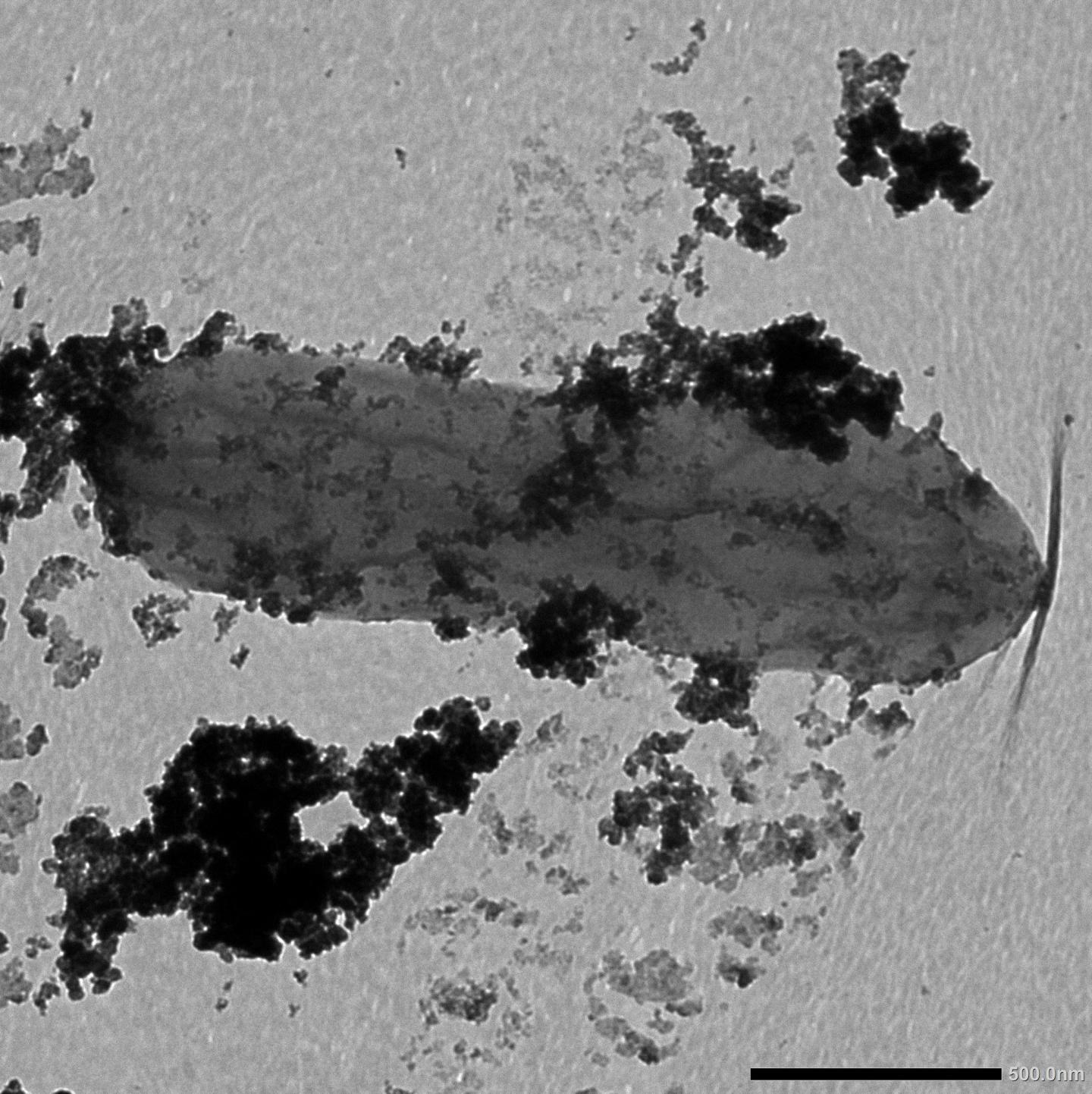 Geobacter cell