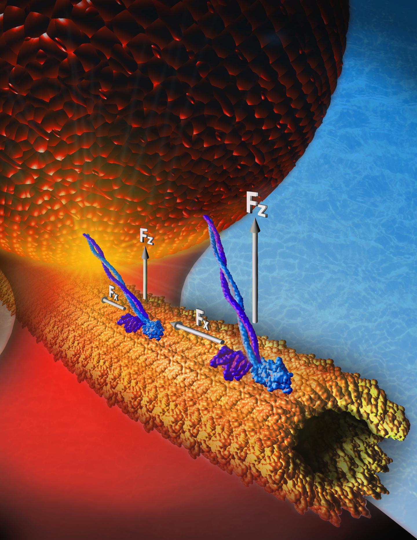 Motor proteins prefer slow, steady movement | EurekAlert!