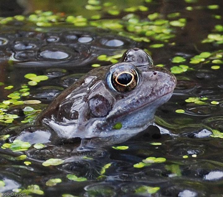 A Frog Peaks through the Pond