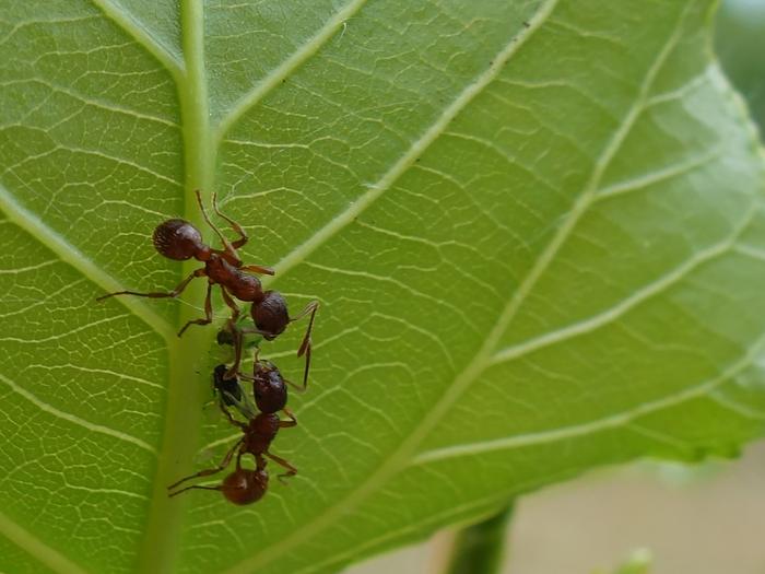 Ants and aphids