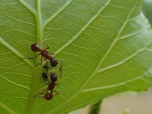 Ants and aphids