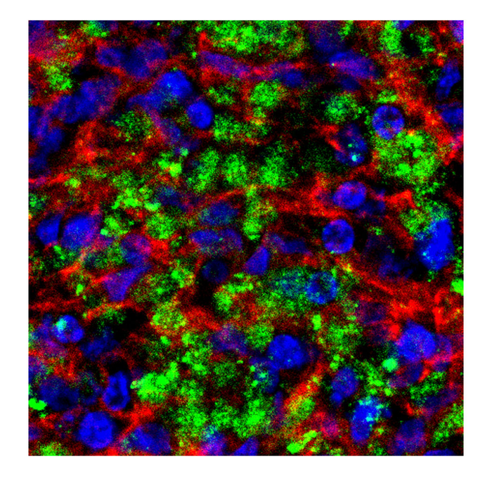 Figure 5B serum-treated BO
