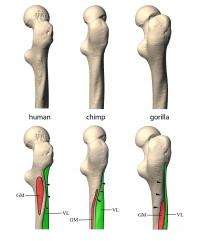 Muscle Attachment Areas on the Right Thighbone