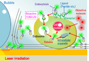 Conceptual image of various cellular uptake processes accelerated by light irradiation