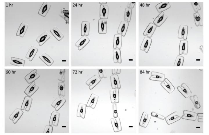 Armored emulsions sequence