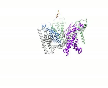 Capsaicin Interacting with the TRPV1 Receptor