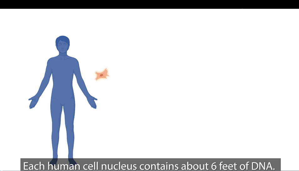 National Eye Institute researchers mapped the organization of human retinal cell chromatin