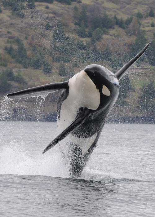 Southern resident orca