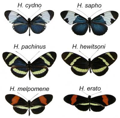 Butterflies show origin of species as an evol | EurekAlert!