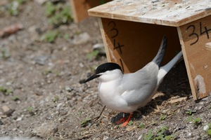 A roseate tern emerges from its nest box