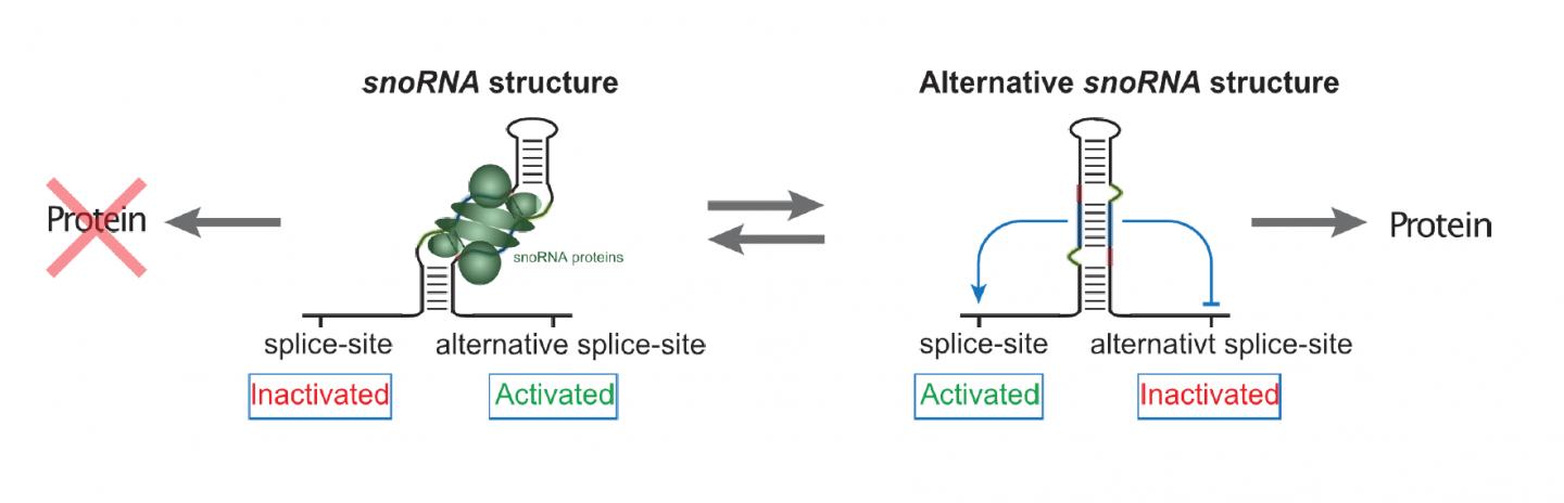 The Structure of the SnoRNA Dictates the Production of the Protein-coding Host