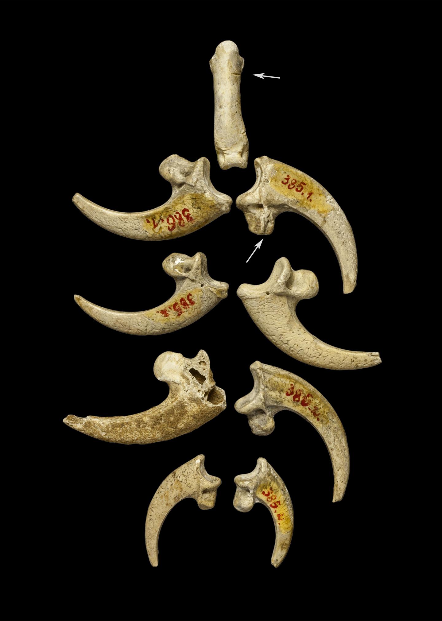 Neandertal Jewelry